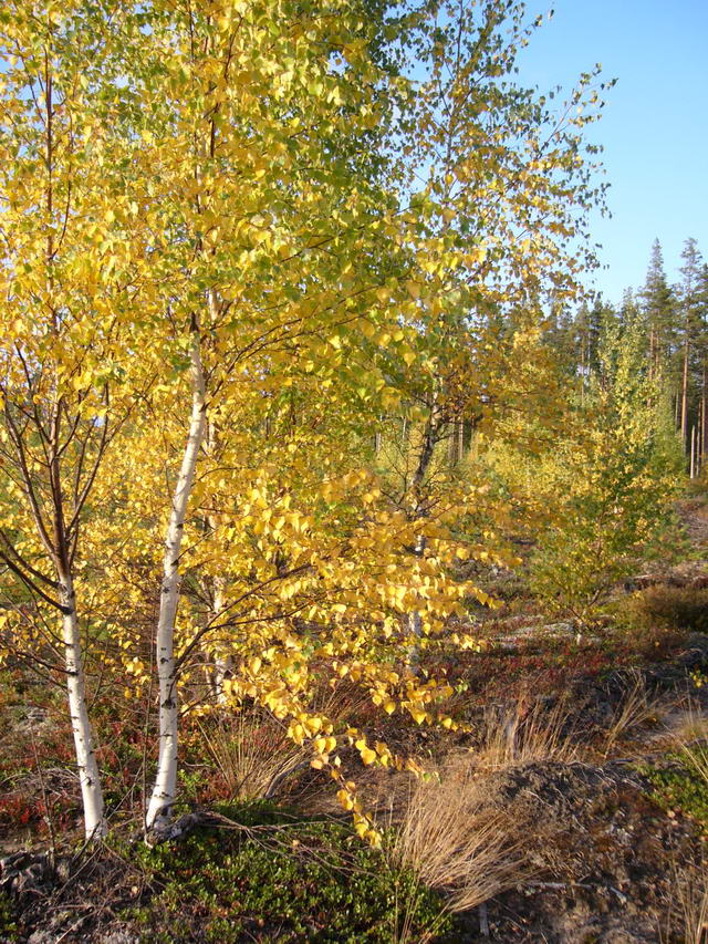 P1170067